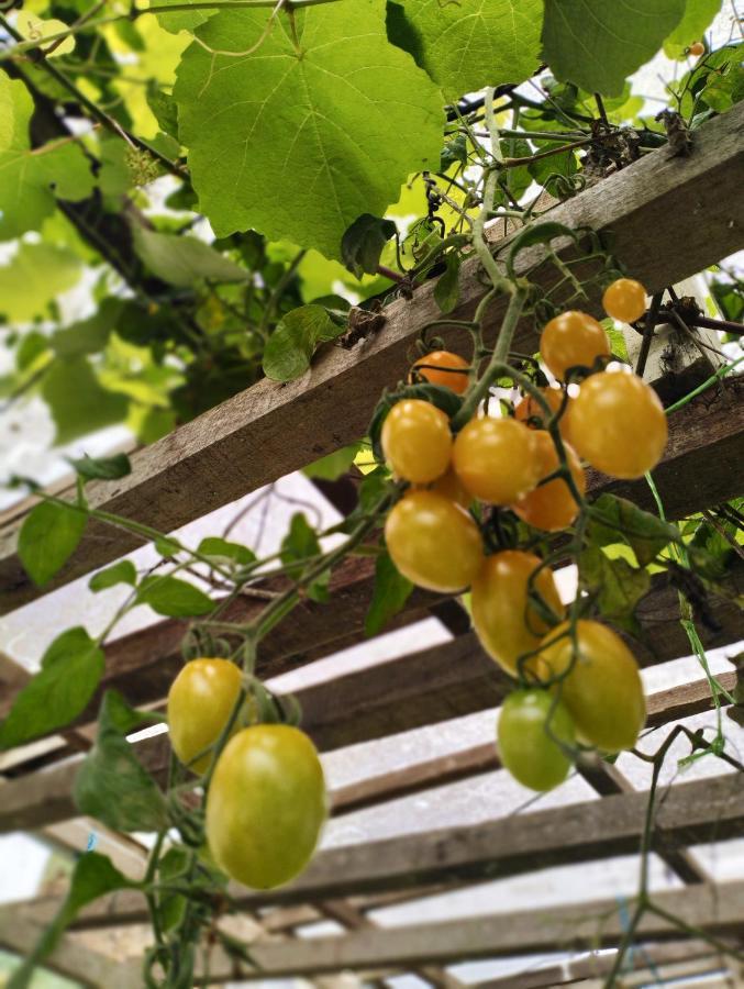 Ng Family'S Farm Stay Κάμερον Χάιλαντς Εξωτερικό φωτογραφία
